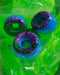 RUEDAS SLIME BALLS SANTA CRUZ 54 MM AZUL MDO