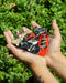 FINGERBOARD  LLAMAS